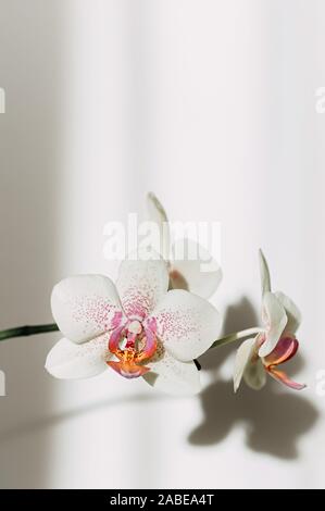 Blühende Orchidee closeup, Schatten an der Wand. Vertikale Rahmen. Selektive konzentrieren. Close Up, kopieren. Stockfoto