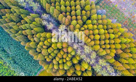 Luftaufnahme der metasequoia, auch als Dawn aus rotem Holz Wald in Sihong Grafschaft, Stadt Suqian, der ostchinesischen Provinz Jiangsu, 26. Oktober 2019. Stockfoto