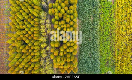 Luftaufnahme der metasequoia, auch als Dawn aus rotem Holz Wald in Sihong Grafschaft, Stadt Suqian, der ostchinesischen Provinz Jiangsu, 26. Oktober 2019. Stockfoto