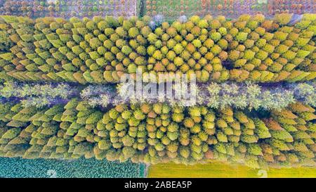 Luftaufnahme der metasequoia, auch als Dawn aus rotem Holz Wald in Sihong Grafschaft, Stadt Suqian, der ostchinesischen Provinz Jiangsu, 26. Oktober 2019. Stockfoto