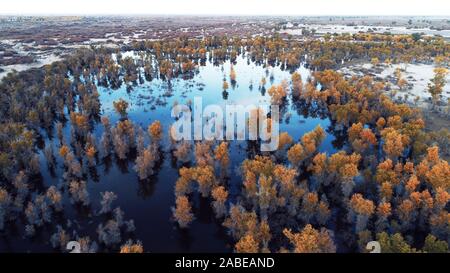 Ein Vogel der Wüste Pappel Holz wächst im Wasser in Bugur County, Bayingolin Präfektur, Nordwesten Chinas Uiguren Xinjiang autonome Region, 22 Oc Stockfoto