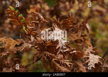 Detailansicht der Eiche Baum im Herbst. Stockfoto