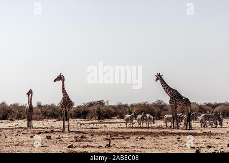 Girafes im Etosha National Park, Namibia, Afrika Stockfoto