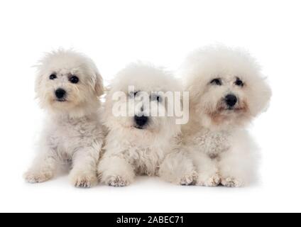 Junge Bichon Akazie vor weißem Hintergrund Stockfoto