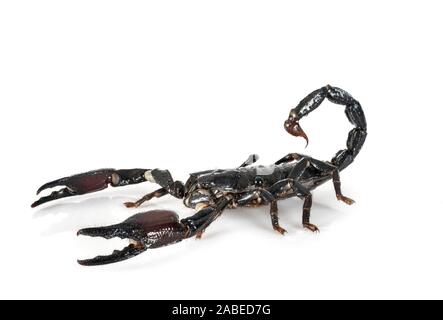 Heterometrus spinifer vor weißem Hintergrund Stockfoto