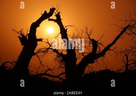 Die Ansicht von sunrise mit cucoloris der Wüste Pappel im Tarimbecken, ein endorheic Becken auf einer Fläche von ungefähr 1,020,000 Quadratkilometern, in Stockfoto