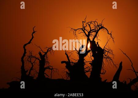 Die Ansicht von sunrise mit cucoloris der Wüste Pappel im Tarimbecken, ein endorheic Becken auf einer Fläche von ungefähr 1,020,000 Quadratkilometern, in Stockfoto