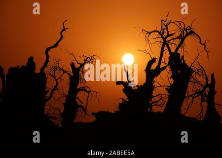 Die Ansicht von sunrise mit cucoloris der Wüste Pappel im Tarimbecken, ein endorheic Becken auf einer Fläche von ungefähr 1,020,000 Quadratkilometern, in Stockfoto