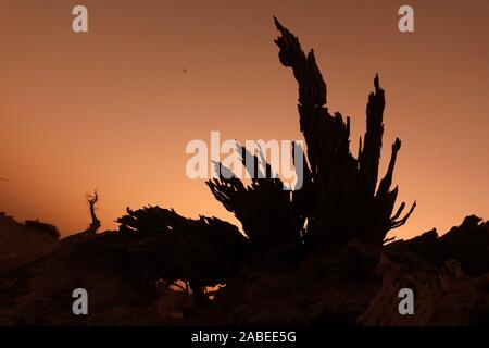 Die Ansicht von sunrise mit cucoloris der Wüste Pappel im Tarimbecken, ein endorheic Becken auf einer Fläche von ungefähr 1,020,000 Quadratkilometern, in Stockfoto