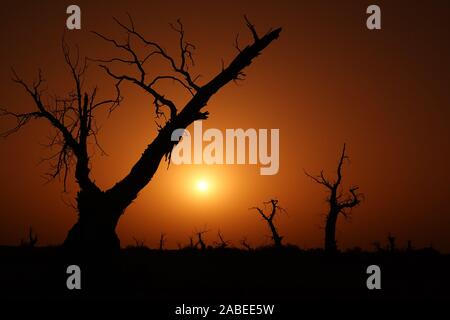 Die Ansicht von sunrise mit cucoloris der Wüste Pappel im Tarimbecken, ein endorheic Becken auf einer Fläche von ungefähr 1,020,000 Quadratkilometern, in Stockfoto