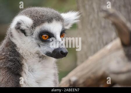 Ein Ring-tailed Lemur im Zoo Stockfoto