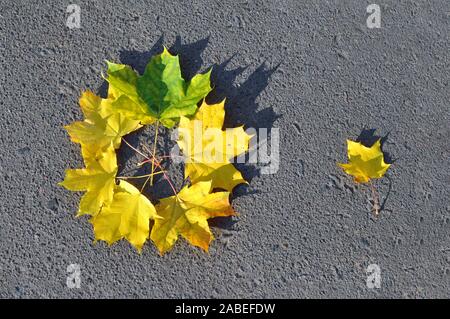 Herbst kreative Komposition. Gelbe Laub liegen auf einem Kreis, auf dem Bürgersteig. Herbst Hintergrund Stockfoto