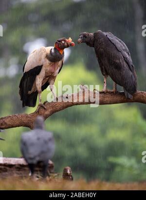 King Vulture: Sarcoramphus Papa, und schwarze Geier: Coragyps atratus. Costa Rica. Stockfoto