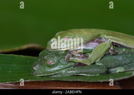 Red-Eyed Tree Frog: Agalychnis callidryas. Paar in Amplexus. Costa Rica. Stockfoto