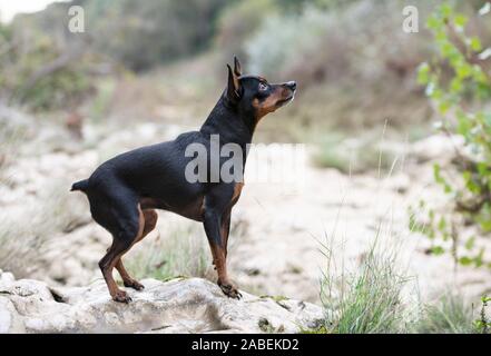 Bild von zwergpinscher in der Natur, im Herbst Stockfoto