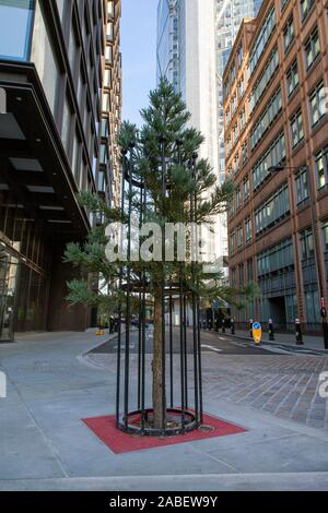 Dwarft Giant Redwood (Sequoiadendron giganteum 'Pygmaeum') in Shoreditch in der Nähe der Liverpool Street Station und Broadgate am Rande der City of London Stockfoto