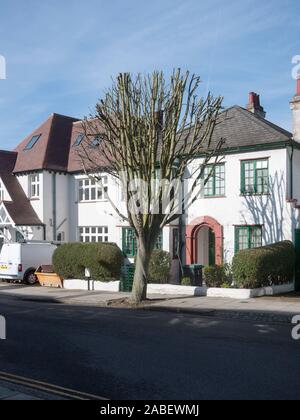 Vor kurzem beschnitt städtischen Whitebeam (Sorbus ARIA) Baum, Crouch End, London, Großbritannien Stockfoto