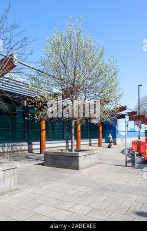 Urban Whitebeam (Sorbus ARIA) Baum in einem Fußgängerfilm, Deptford, London SE8, London, Großbritannien Stockfoto