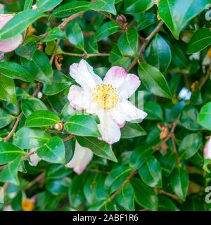 Wild Rose Blume auf einem Busch Stockfoto