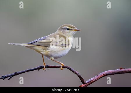 Gemeinsame Chiffchaff (Phylloscopus collybita) auf einem Ast sitzend Stockfoto