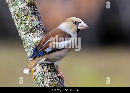 Hawfinch Coccothraustes coccothraustes Vogel () sitzt auf einem Ast mit Winter Gefieder Stockfoto