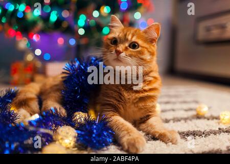 Ginger Cat spielt mit Girlanden und lametta unter dem Weihnachtsbaum. Weihnachten und Neujahr Konzept Stockfoto