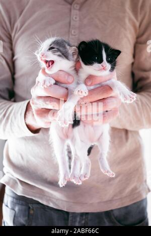 Süße kleine Kätzchen in männlichen Händen Stockfoto