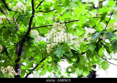 Urban Wild Service Tree (Sorbus torminalis) Blätter und Blütendetails, Hackney, London, Großbritannien Stockfoto