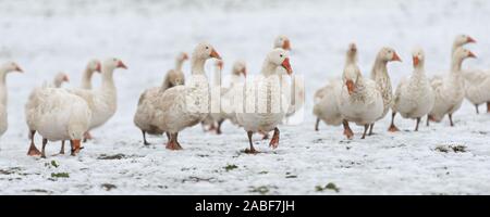 Eine Menge der weissen Gänse auf einem snovy Wiese im Winter. Porträt. Stockfoto