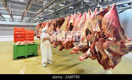 Arbeitsplatz Lebensmittelindustrie - Metzgerei Fabrik für die Herstellung von Wurstwaren - Kühlhaus mit hängenden Kuh und Schwein Hälften Stockfoto