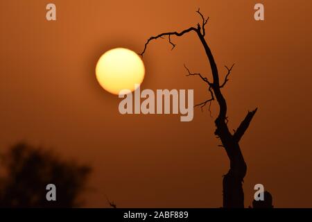 Die Ansicht von sunrise mit cucoloris der Wüste Pappel im Tarimbecken, ein endorheic Becken auf einer Fläche von ungefähr 1,020,000 Quadratkilometern, in Stockfoto