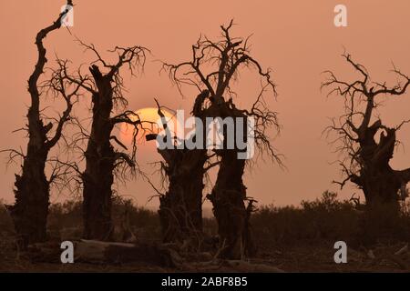 Die Ansicht von sunrise mit cucoloris der Wüste Pappel im Tarimbecken, ein endorheic Becken auf einer Fläche von ungefähr 1,020,000 Quadratkilometern, in Stockfoto