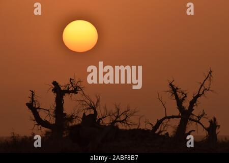 Die Ansicht von sunrise mit cucoloris der Wüste Pappel im Tarimbecken, ein endorheic Becken auf einer Fläche von ungefähr 1,020,000 Quadratkilometern, in Stockfoto