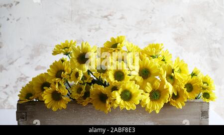 Gelbe chrysantheme Blumen auf weißem Hintergrund Stockfoto