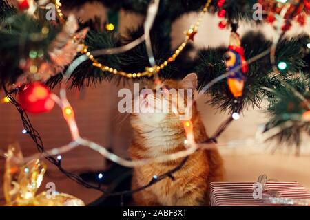 Ingwer Katze sitzt unter dem Weihnachtsbaum und auf Spielzeug und Leuchten. Weihnachten und Neujahr Konzept Stockfoto