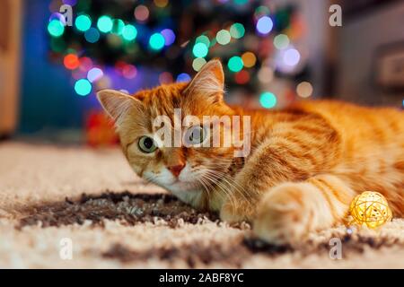 Ginger Cat spielt mit Girlanden und lametta unter dem Weihnachtsbaum. Weihnachten und Neujahr Konzept Stockfoto