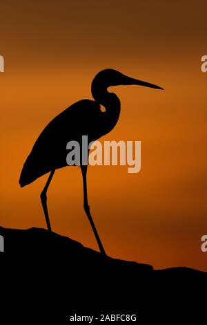 Seidenreiher (Egretta Garzetta) Stockfoto