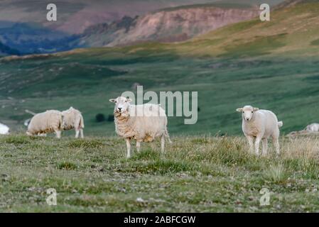 Schafe weiden in die natürliche Landschaft der Mid Wales, UK. Stockfoto