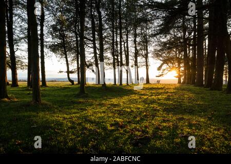 Bäume am oberen Ende Mai Hill bei Sonnenuntergang in Gloucestershire, VEREINIGTES KÖNIGREICH Stockfoto
