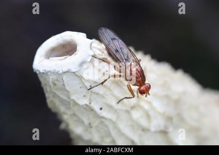 Tetanocera phyllophora Snailkiller fliegen,, Fütterung auf gemeinsame Exemplar des Gemeinen Stinkmorchels, Phallus impudicus Stockfoto