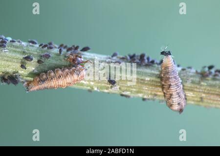 Ameisen melken Honigtau von Blattläusen und Verteidigung Blattläuse Form angreifende hoverfly Maden Stockfoto