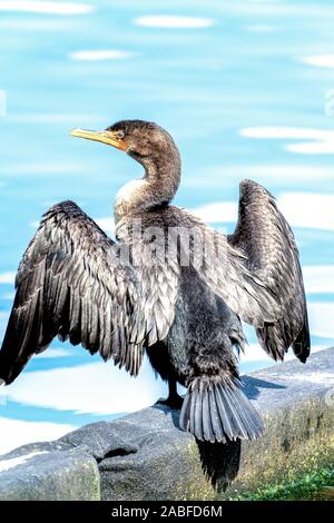 Double-Crested cormorant Rastplätze in der Nähe der Wasser Stockfoto