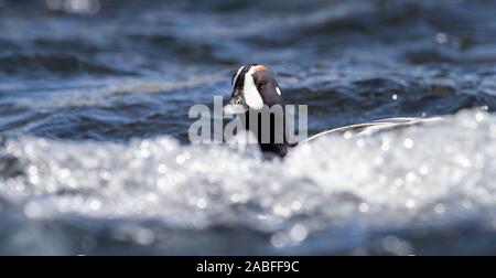 Harlequin Duck (männlich), Fluss Laxa, Island Stockfoto