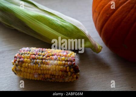 Auf faulen Mais auf dem Tisch in der Nähe Neben dem Kürbis Stockfoto