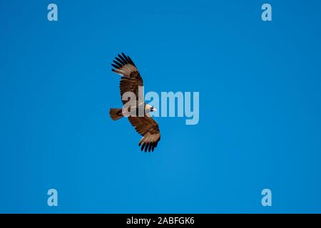 Schwarz-breasted Bussard Hamirostra melanosternon Uluru, Northern Terrotory, Australien vom 28. Oktober 2019 Erwachsenen im Flug. Acciripidae Stockfoto