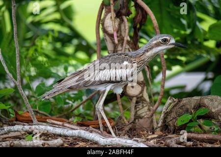 Bush Dick - Knie Burhinus grallarius Cairns, Queensland, Australien vom 30. Oktober 2019 nach Burhinidae Stockfoto