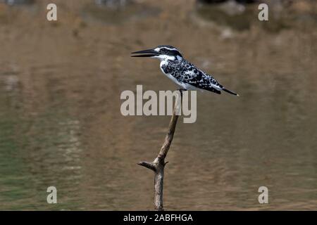 Pied Kingfisher (Ceryle Rudis Travancoreensis) Stockfoto