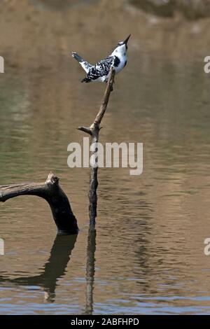 Pied Kingfisher (Ceryle Rudis Travancoreensis) Stockfoto