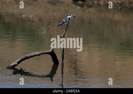 Pied Kingfisher (Ceryle Rudis Travancoreensis) Stockfoto