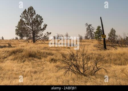 Getrocknetes Gras und Zweige und ein Verbrannter Baum mit einem Pass, geschlossenen Bereich, Indianerreservat in Warm Springs Stockfoto